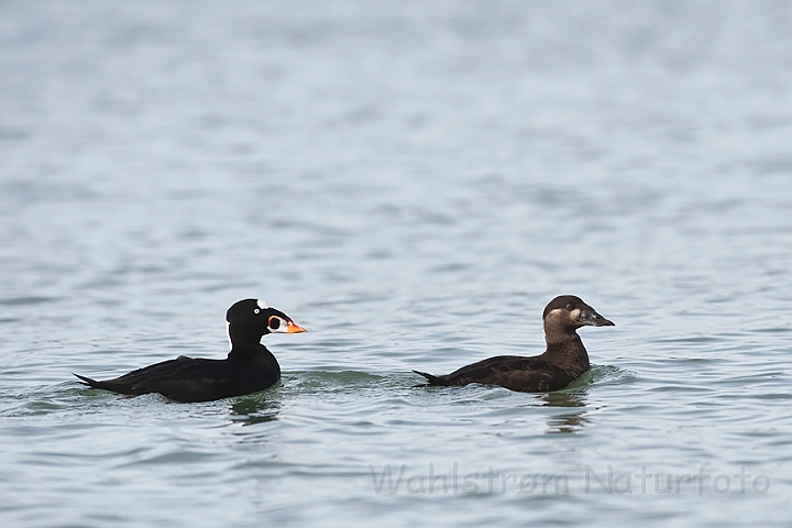 WAH020475.jpg - Brilleænder (Surf Scoters)