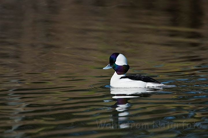 WAH020491.jpg - Bøffeland, han (Bufflehead, male)