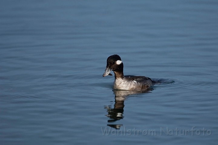 WAH020496.jpg - Bøffeland, hun (Bufflehead, female)