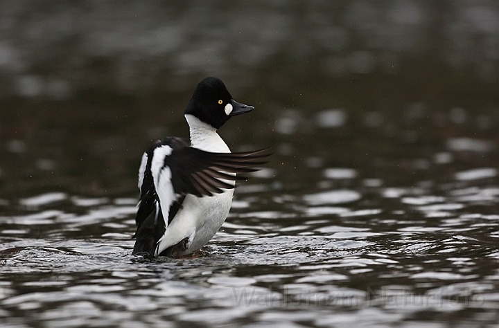 WAH022701.jpg - Hvinand, han (Goldeneye, male)