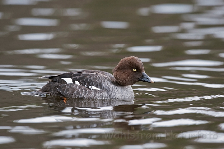 WAH022715.jpg - Hvinand, hun (Goldeneye, female)