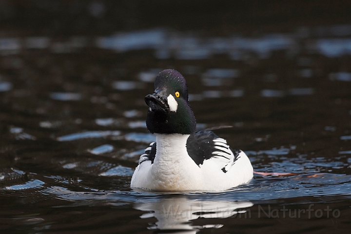 WAH022907.jpg - Hvinand, han (Goldeneye, male)