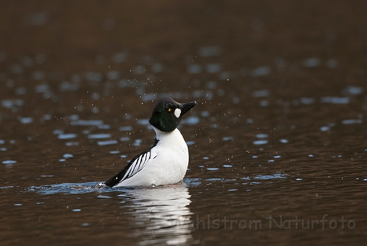 WAH022918.jpg - Hvinand, han (Goldeneye, male)