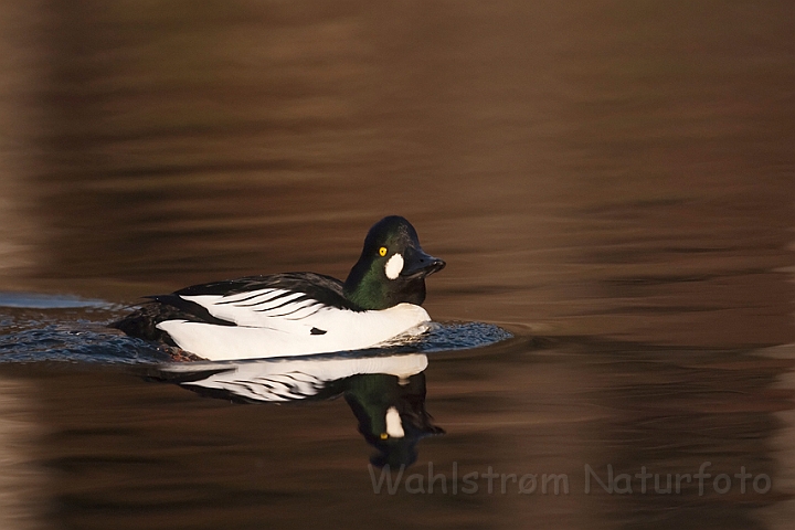 WAH022932.jpg - Hvinand, han (Goldeneye, male)