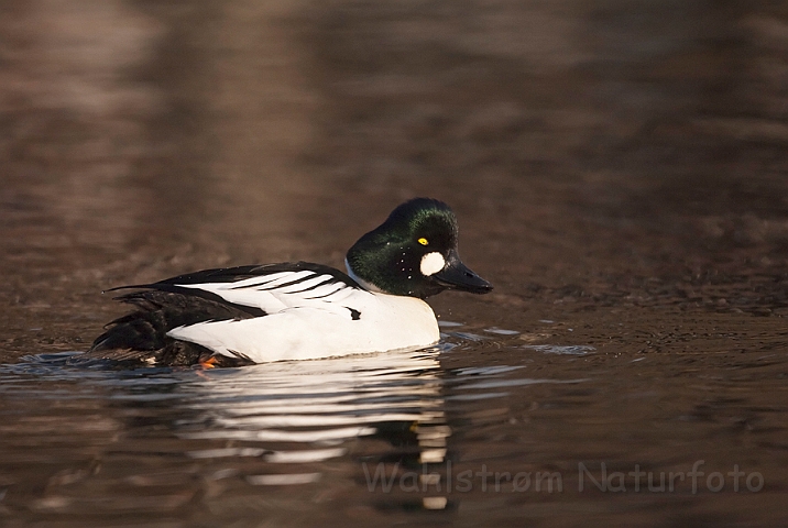 WAH022938.jpg - Hvinand, han (Goldeneye, male)