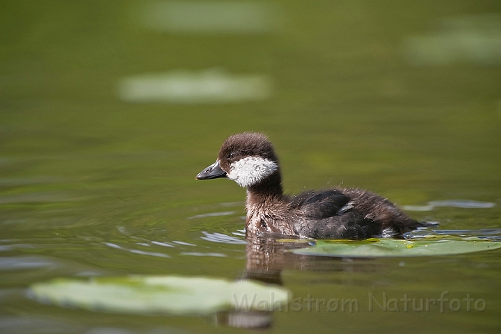 WAH023655.jpg - Ælling af hvinand (Goldeneye duckling)