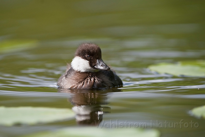 WAH023656.jpg - Ælling af hvinand (Goldeneye duckling)