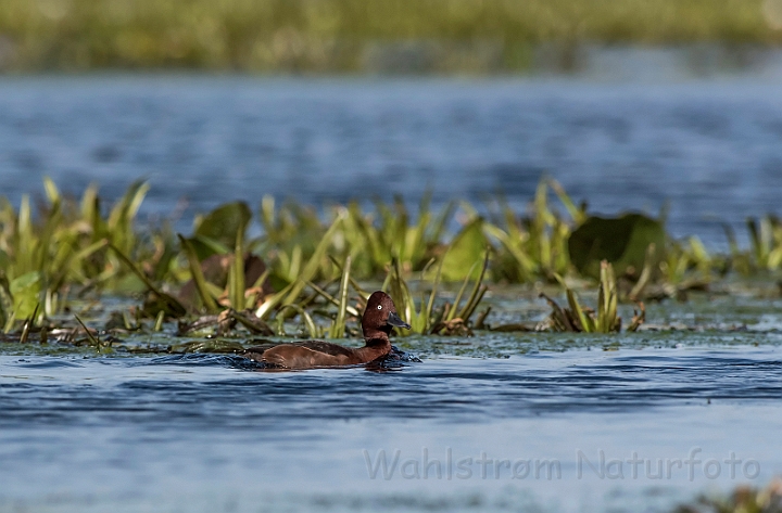 WAH030519.jpg - Hvidøjet and (Ferruginous Duck)