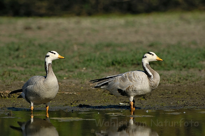 WAH005159.jpg - Indisk gås (Barheaded goose)