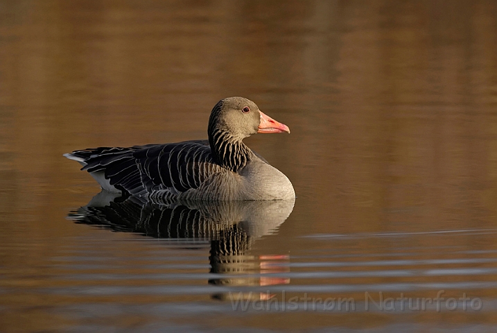 WAH008655.jpg - Grågås (Greylag Goose)