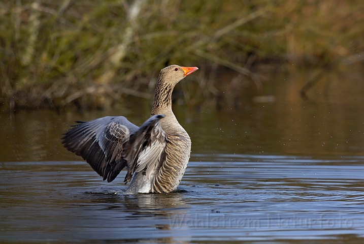 WAH008670.jpg - Grågås (Greylag Goose)