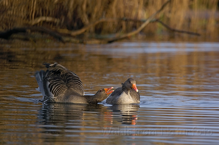 WAH008673.jpg - Grågæs (Greylag Geese)