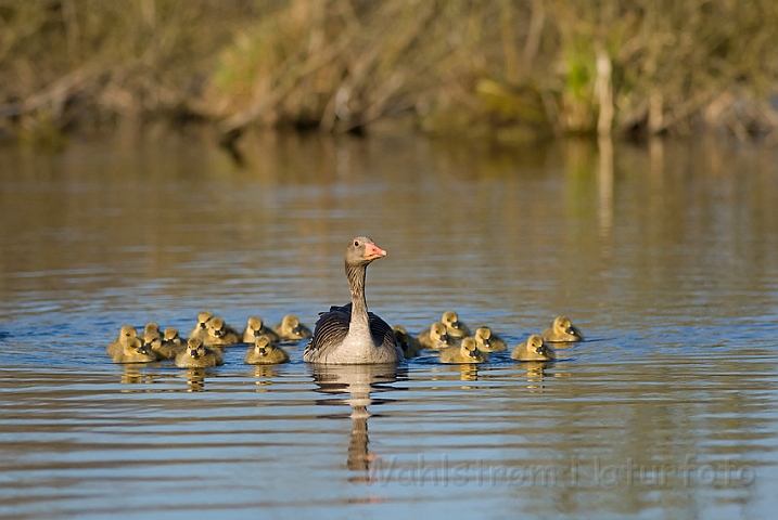 WAH010383.jpg - Grågås med unger (Greylag Goose with chicks)