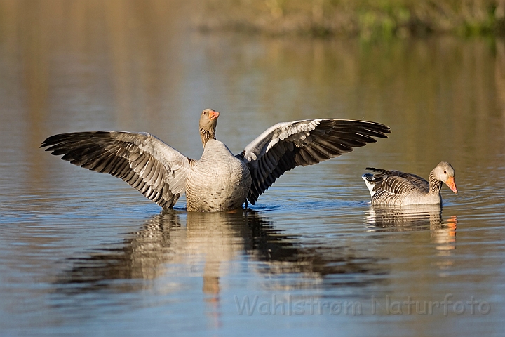 WAH010388.jpg - Grågæs (Greylag Geese)