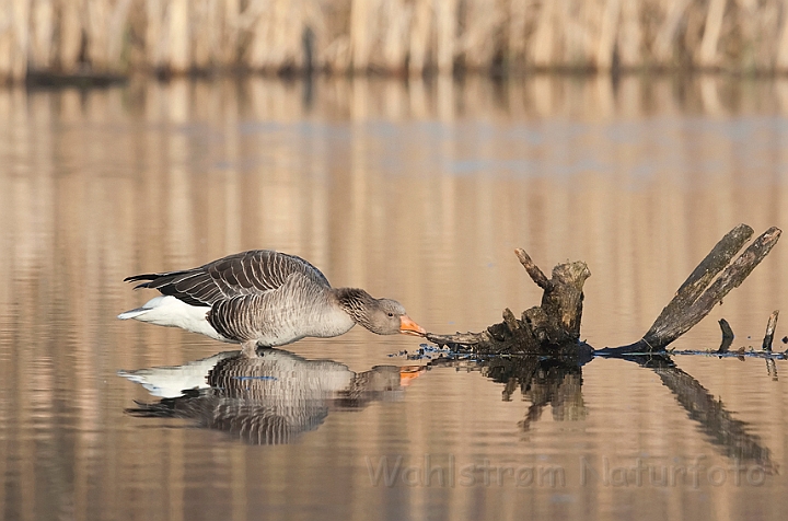 WAH010502.jpg - Grågås (Greylag Goose)