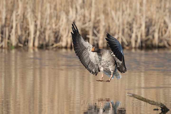 WAH010511.jpg - Grågås (Greylag Goose)