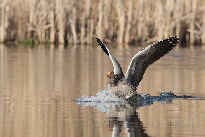 WAH010513.jpg - Grågås (Greylag Goose)