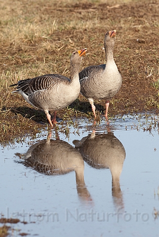 WAH012445.jpg - Grågås (Greylag goose)