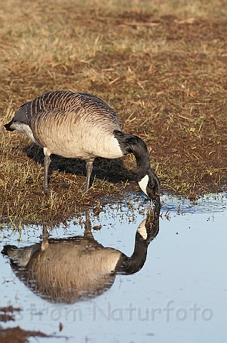 WAH012474.jpg - Canadagås (Canada Goose)