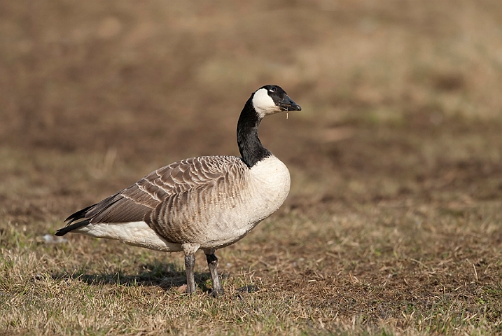 WAH012646.jpg - Canadagås (Canada Goose)