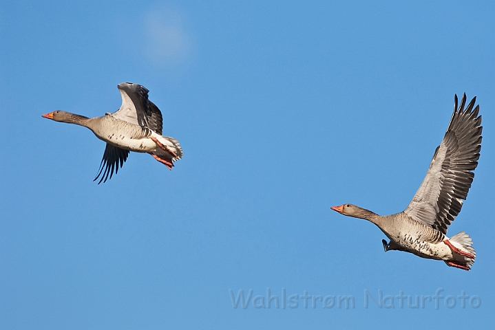 WAH017451.jpg - Grågæs (Greylag Geese)