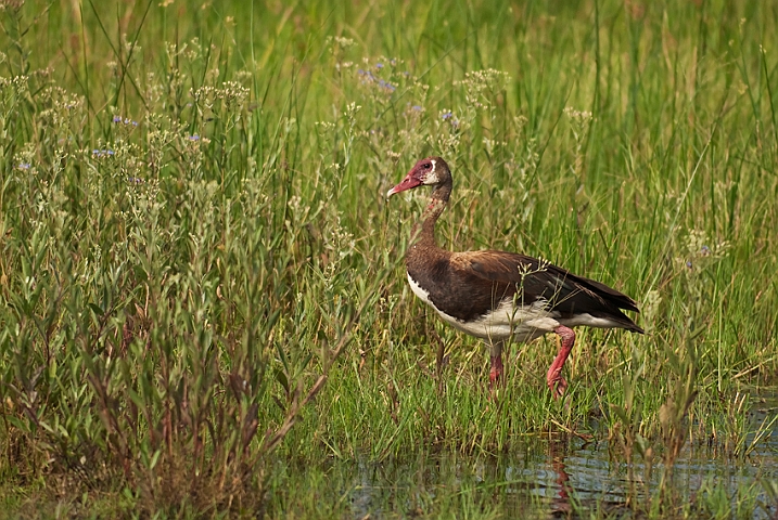 WAH021720.jpg - Sporegås (Spurwinged Goose)