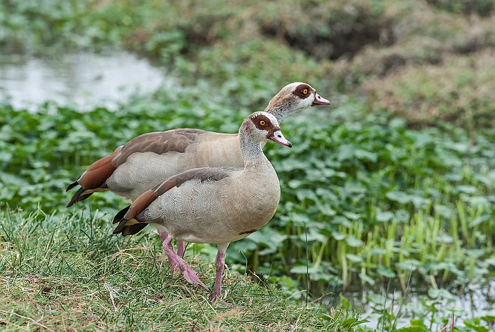 WAH024715.jpg - Nilgæs (Egyptian Geese)