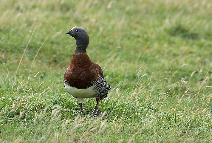 WAH026015.jpg - Gråhovedet gås (Ashy-headed Goose)