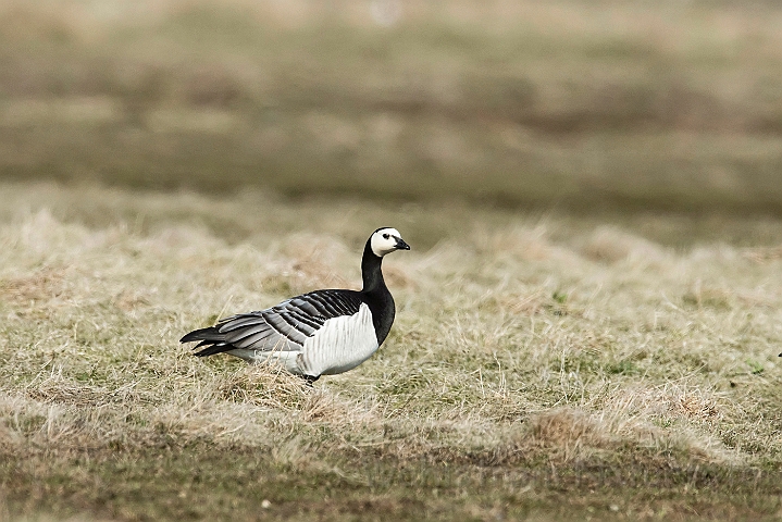 WAH026094.jpg - Bramgås (Barnacle Goose)