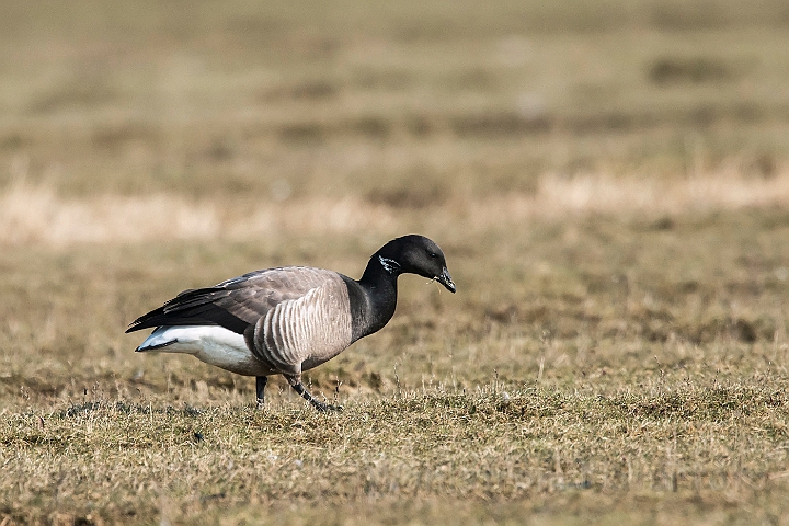 WAH026095.jpg - Knortegås (Brent Goose)