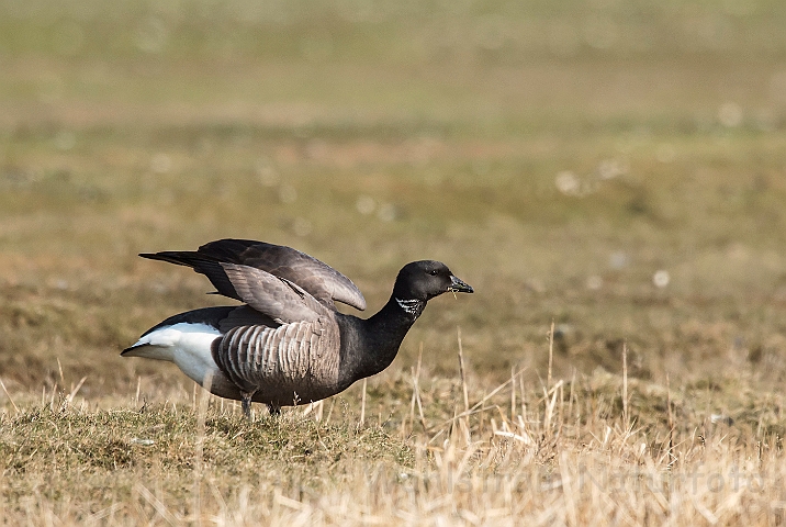 WAH026108.jpg - Knortegås (Brent Goose)