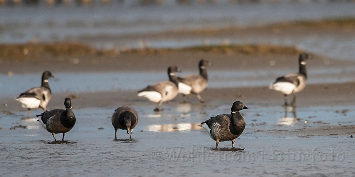 WAH026142.jpg - Knortegås (Brent Goose)