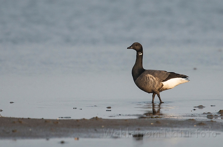 WAH026203.jpg - Knortegås (Brent Goose)