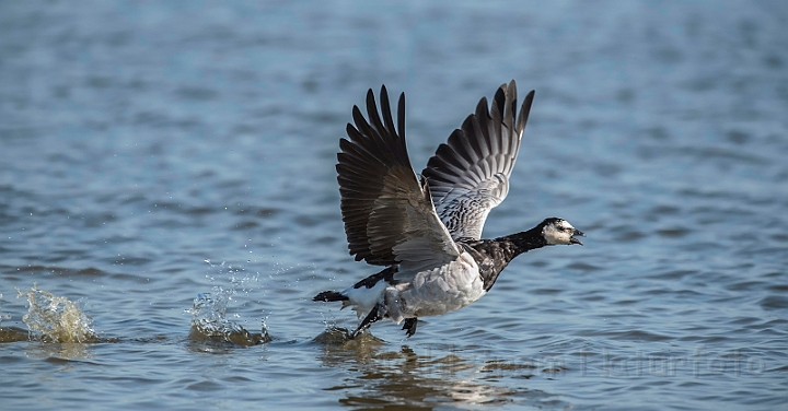 WAH031656_filtered.jpg - Bramgås (Barnacle Goose)