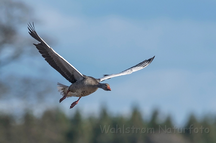 WAH031806_filtered.jpg - Grågås (Greylag Goose)