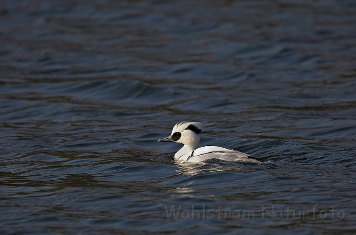 WAH008633.jpg - Lille skallesluger, han (Smew, male)