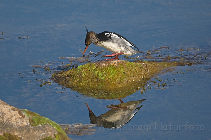 WAH009489.jpg - Toppet skallesluger, han (Red-breasted Merganser, male)