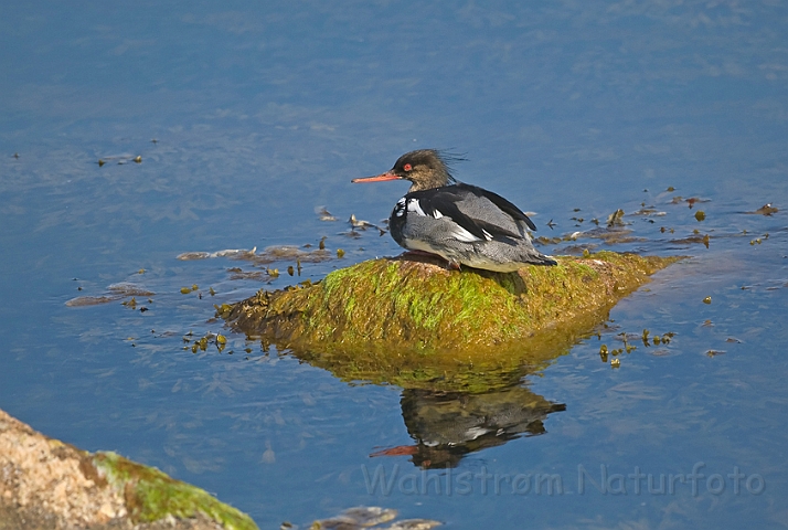 WAH009491.jpg - Toppet skallesluger, han (Red-breasted Merganser, male)