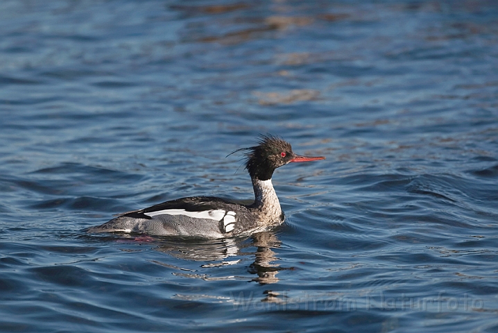 WAH009555.jpg - Toppet skallesluger, han (Red-breasted Merganser, male)