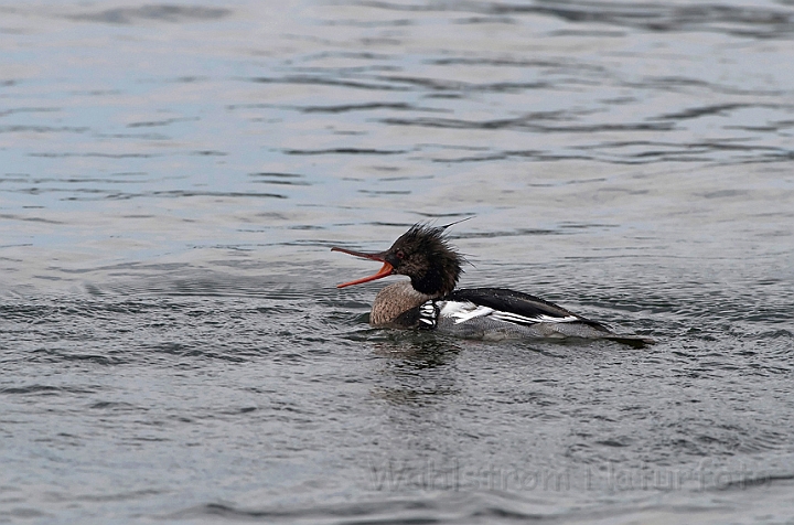 WAH010107.jpg - Toppet skallesluger, han (Red-breasted Merganser, male)