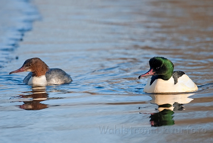 WAH011788.jpg - Store skalleslugere (Goosanders)