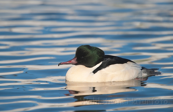 WAH012098.jpg - Stor skallesluger, han (Goosander, male)