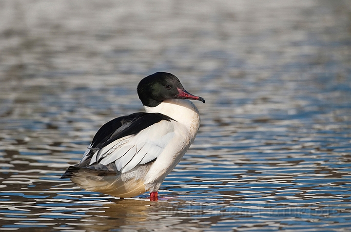 WAH012267.jpg - Stor skallesluger, han (Goosander, male)