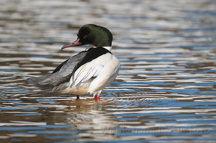 WAH012269.jpg - Stor skallesluger, han (Goosander, male)