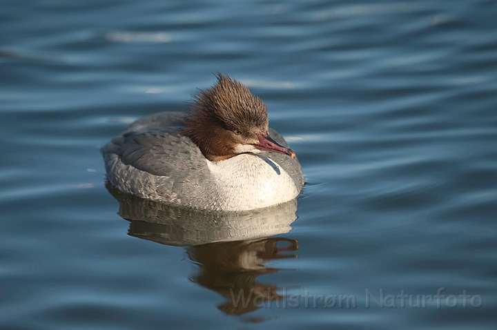 WAH012284.jpg - Stor skallesluger, hun (Goosander, female)