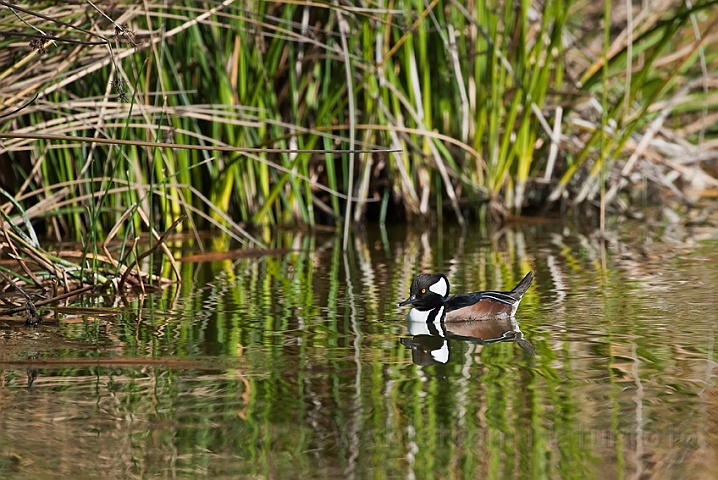 WAH020940.jpg - Hjelmskallesluger, han (Hooded Merganser, male)