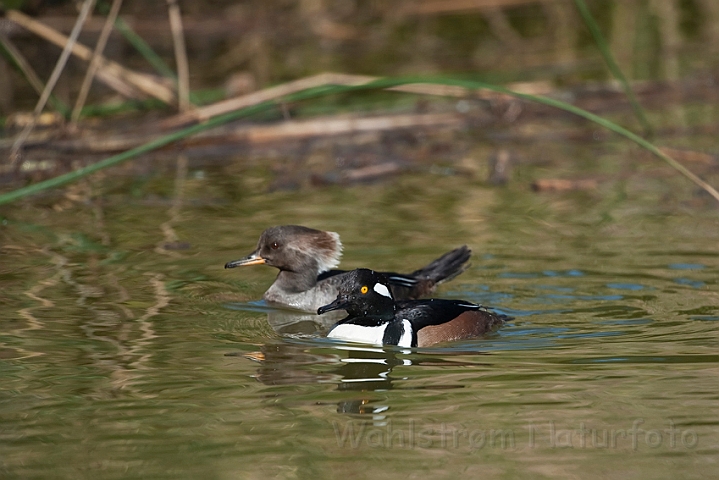 WAH020945.jpg - Hjelmskalleslugere (Hooded Mergansers)