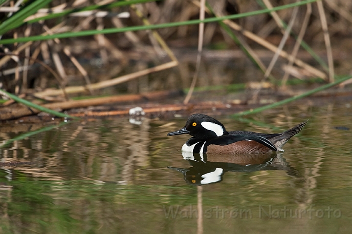 WAH020947.jpg - Hjelmskallesluger (Hooded Merganser)