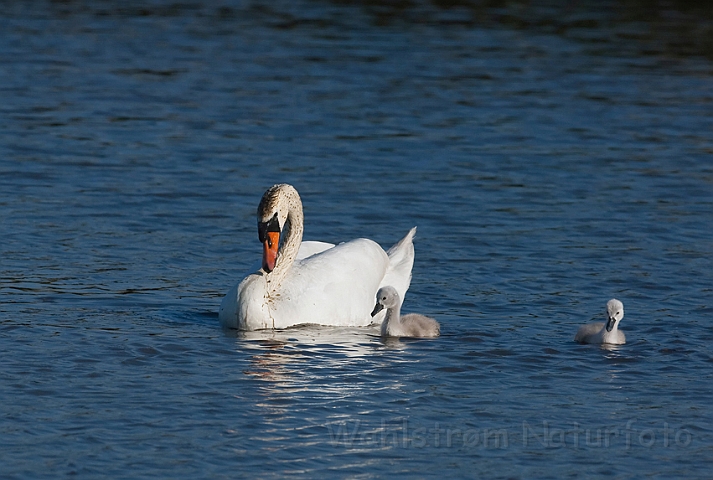 WAH010476.jpg - Knopsvane med unger (Mute Swan with Chicks)