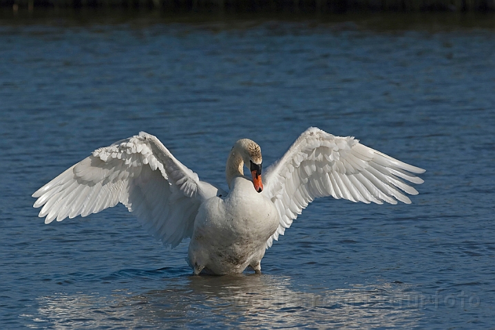 WAH010481.jpg - Knopsvane (Mute Swan)